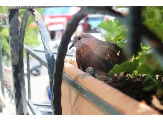 Kumru Yuva Yapmış Saksıya