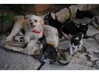 Yavrusu Olmayan Köpek, Kedilere Annelik Yapıyor