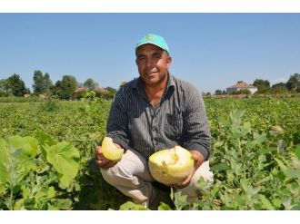 Kavun Üreticisi Fiyatlardan Şikayetçi