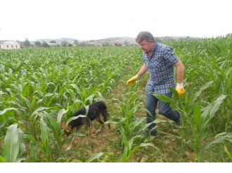 Hasta Köpeğin İmdadına Zabıta Yetişti