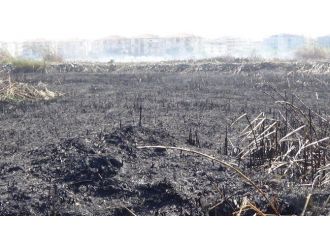 Kuşların Göç Yolu Üzerindeki Sazlıktan Acı Görüntüler Kaldı