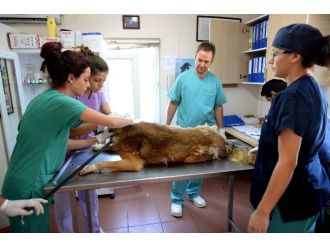 Sahipsiz Hayvanlar Barınağı Örnek Oluyor