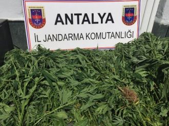 Alanya’nın Koçdavut Yaylası’nda Kenevir Baskını