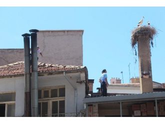 Beyşehir’de Yavru Leylek Kurtarma Operasyonu