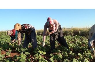 Çal İlçesinde Bamya Hasadı Başladı