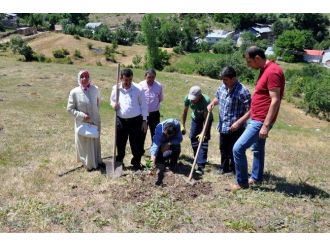 Gümüşhane’de Ceviz Fidanları Toprakla Buluştu