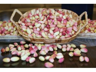 Yılın İlk Antepfıstığı Olgunlaştı