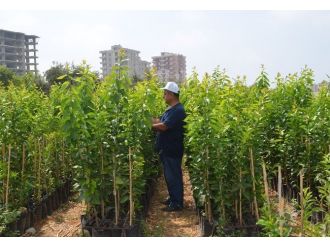 Ezo’nun Sertifikalı Fidanları Satışa Hazır