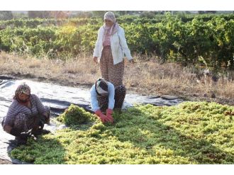 Alaşehir’de Üzüm İşçi Ücretlerine Yüzde 10 Zam