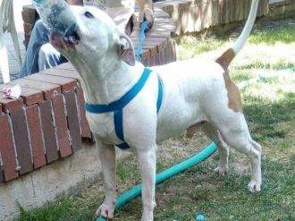 İzmir’de Pıtbull 4 Yaşındaki Çocuğun Kulağını Kopardı
