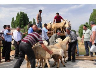 Van’da Çiftçilere Damızlık Koç Dağıtımı