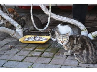 Balıkçının Önünde Bekleyen Kediler, Her Gün Ziyafet Çekiyor