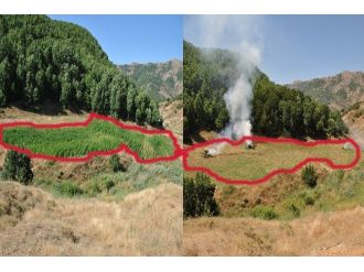 Bingöl’de 120 Bin 600 Kök Kenevir Bitkisi Geçirildi