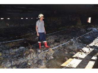 Çiftlik Yangınında 25 Bin Tavuk Telef Oldu