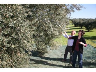 Zeytinciler Dünya İthalatçılarını Ağırlayacak