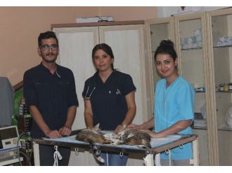 Adana’da Kedi Ve Köpekler Kısırlaştırılıyor