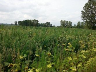 Kırklareli’de 120 Bin Kök Kenevir İmha Edildi