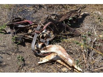 Kuyucak’ta Bulunan At Uzuvları Halkı Tedirgin Etti