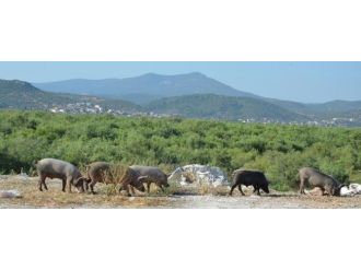 Av Yasağı Domuzları Şehre İndirdi
