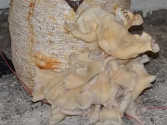 İstiridye Mantarı Üretiminde Olumlu Sonuç Elde Edildi