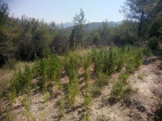 Bilecik’te Hint Keneviri Operasyonu