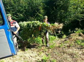 Jandarmadan Kenevir Tarlasına Operasyon