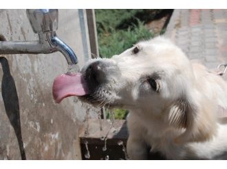 Sevimli Köpek Sıcak Havada Böyle Serinledi