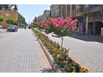 Yaz Güzeli Oya Ağacı İlçeyi Süsledi