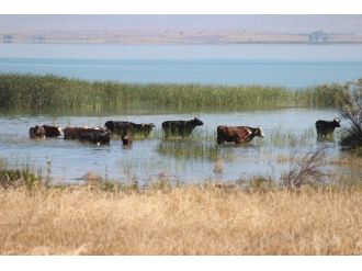 İnekler Göl Sularında Serinliyor