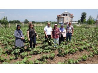 Düzceli Çiftçiye Alternatif Ürün