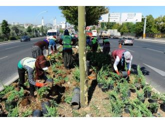 Ankara Dört Mevsim Çiçek Açıyor