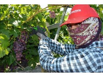 Türkiye’nin En Erkenci Üzümü İçin Çalışılıyor