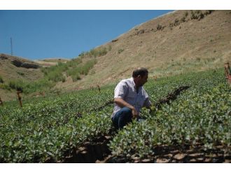 Siirt’in İkinci Büyük Serası Kuruluyor