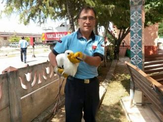 Yaralı Leylek Yuvasına Kavuştu