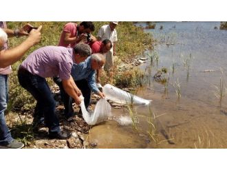 Denizli’de Göletlere 25 Bin Aynalı Sazan Yavrusu Bırakıldı