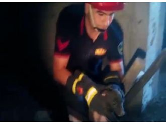 İnşaat Boşluğuna Düşen Yavru Köpek Kurtarıldı