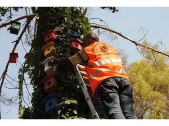 Büyükşehir Belediyesi Doğal Alanlarda Yaşayan Kuşları Unutmadı