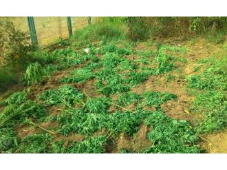 Ektiği Kenevirleri Satamadan Yakalandı