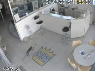 Maymun, Kadına Saldırdı