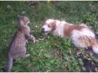 Kedi Ve Köpeğin Seyirlik Oyunu