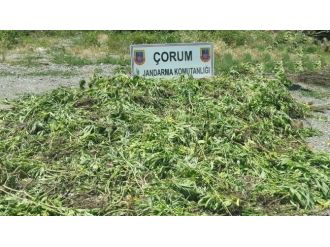 Jandarma’dan Şafak Operasyonu