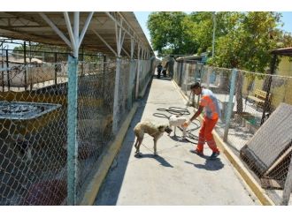 Ayvalık Belediyesi’nden Sokak Köpeklerine Şefkat Eli