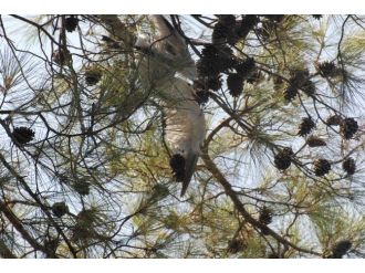 Akut’tan Martı Operasyonu