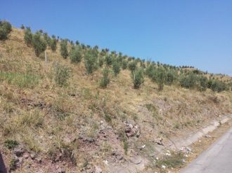 Kocaeli’de 45 Bin Zeytin Fidanı Dikildi