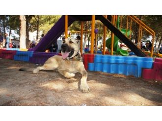 Sarıgöl’de Çoban Köpeği Güzellik Yarışması Yapıldı