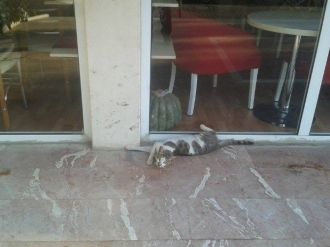 Aydın’da Sıcak Havalar Hayvanları Da Etkileri