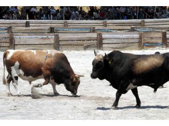 Germencik’te Boğalar Öğrenciler İçin Güreşti