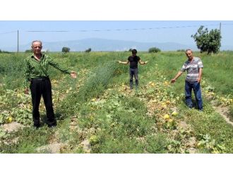 Kavun Üreticisinin Ağzının Tadı Yok