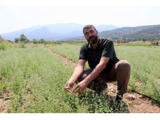 Arap Ülkelerinin Vazgeçilmezi ‘Zahter’ Eskişehir’den Türk Sofralarına Taşınıyor