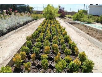 Belediye Serası Kırklareli’ni Yeşillendiriyor